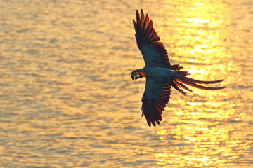 Fototapeta na wymiar macaw parrot flying on the sea at sunset, Freedom concept