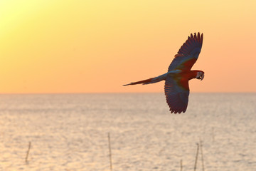 Macaw parrot flying on the sea at sunset, Freedom concept