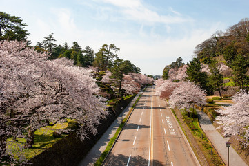 桜と道路
