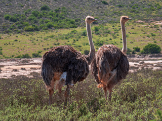 Ostrich in close distance together in Africa