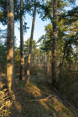 Obraz premium Landschaft im Frühling