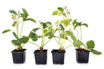 strawberry plant in studio