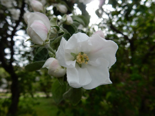 spring blooming delicate white flowers apple trees on a blurred background