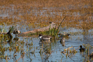 A lone Northern pintail swimming in the marshy areas of Keoladeo National Park in Bharatpur