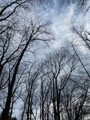 trees and sky