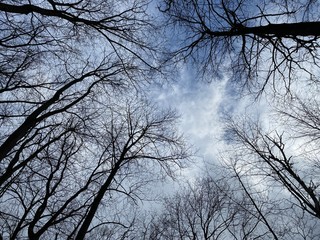 tree in the sky