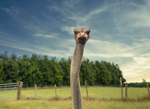 Struzzo guarda in camera con faccia minacciosa