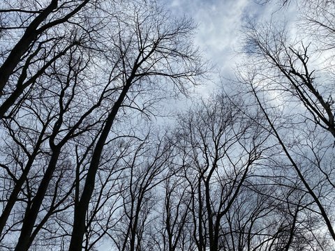 trees crones