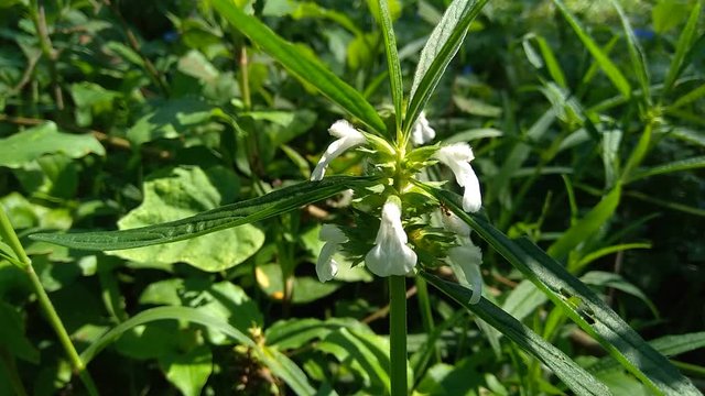 Borreria sp. This plant includes weeds and is easily found in fields, such as fields in Indonesia. This plant has white flowers. Beetles love this plant.