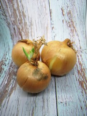 Zwiebel, Zwiebellauch, Bolle, Zipolle, Speisezwiebel, Küchenzwiebel