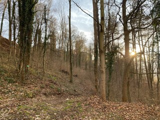 path in the forest to castle