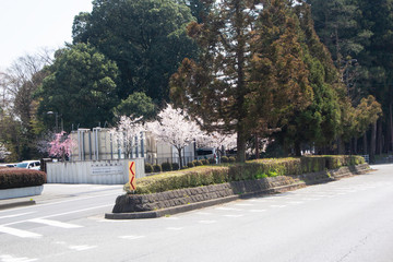 Six cedar trees in Tokujira on Nikko highway