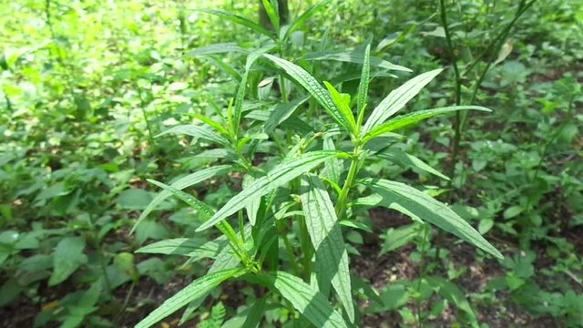 Borreria sp. This plant includes weeds and is easily found in fields, such as fields in Indonesia. This plant has white flowers. Beetles love this plant.