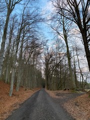 road in the woods
