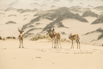 Springboks lost in the Namib Desert... 