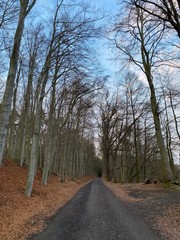 road in the forest