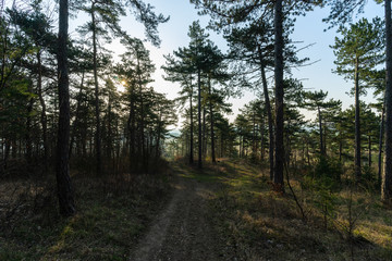 Landschaft im Frühling