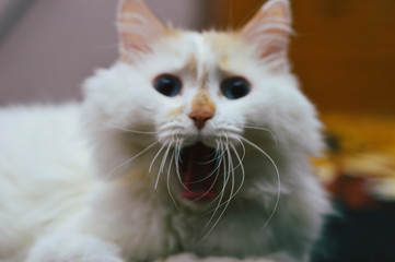 The expression on the face of my cat