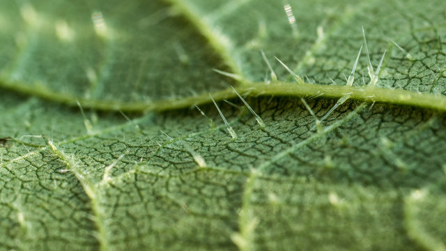 close up of of stinging nettle leaf - trichome hairs or spicules