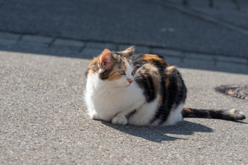 lazy cat basks in the spring sun in the middle of calm streets