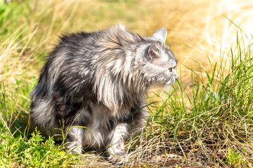 fluffy, long-haired cat basks in the spring sun in the garden