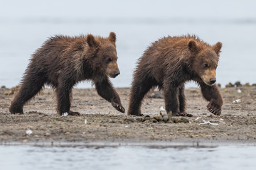 Fototapeta premium Ruling the landscape, brown bears of Kamchatka (Ursus arctos beringianus)