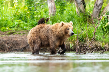 Obraz premium Ruling the landscape, brown bears of Kamchatka (Ursus arctos beringianus)
