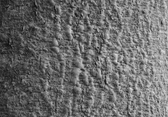 the textured wood bark tree abstract background. The natural structure from wood bark material wallpaper in black and white vintage tone style.