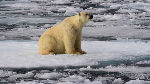 Polar bear Sitting on Snowy sea ice in Arctic sea
Polar bear Sitting on waving  Melting broken sea ice in arctic sea
