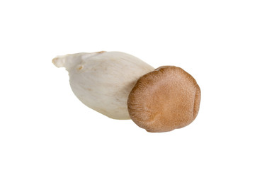 Musroom isolated on white background.