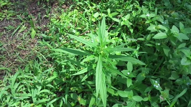 Borreria sp. This plant includes weeds and is easily found in fields, such as fields in Indonesia. This plant has white flowers. Beetles love this plant.