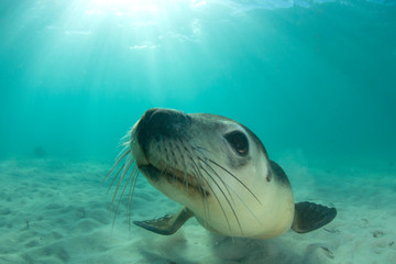 Australian Sea Lion underwater photo