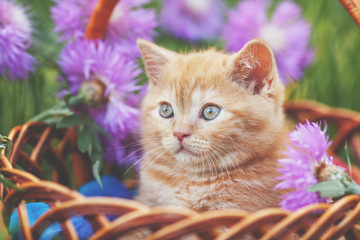 Cute little kitten with flowers outdoors. The kitten sits in a basket in a garden in spring