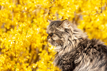 fluffy, long-haired cat basks in the spring sun, in the yellow, flowering forsythia