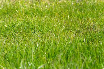 Naklejka premium young spring grass, full frame