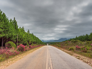 Wild Africa Straight Road with an open end of destination