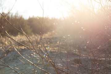 Goat willow (Salix caprea) in the sun on a spring day.