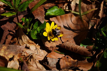 Close up of yellow flower, lesser celandine or ranunculus ficaria