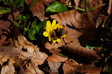 Close up of yellow flower, lesser celandine or ranunculus ficaria