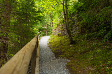 Obraz premium Path with wooden railing in the forest