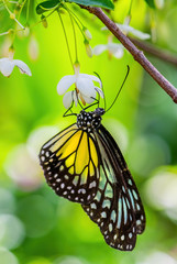 Yellow Glassy Tiger - Parantica aspasia, beautiful colored large brushfoot butterfly from Eastern Asian forests and bushes, Malaysia.