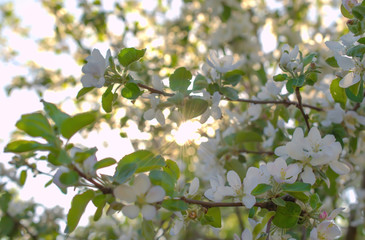 Beautiful branch flowers of an apple tree blooms in the sun on a spring day , the sun's rays break through the leaves, close up, macro 
