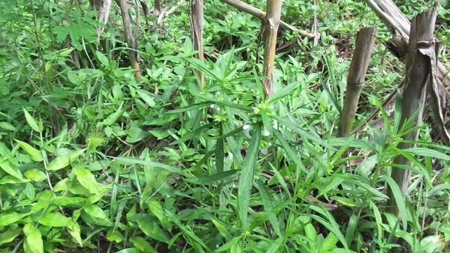 Borreria sp. This plant includes weeds and is easily found in fields, such as fields in Indonesia. This plant has white flowers. Beetles love this plant.