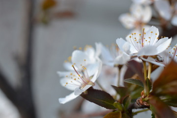 Beautiful branch flowers of an apple tree blooms in the sun on a spring day , close up, macro 