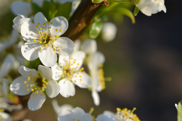 Fototapeta premium Beautiful branch flowers of an apple tree blooms in the sun on a spring day , close up, macro 