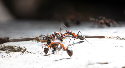 big red forest ant in natural habitat