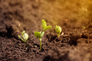 The tender first sprouts of a soybean plant are drawn to the morning rays of the sun. Young agricultural crops in the field.