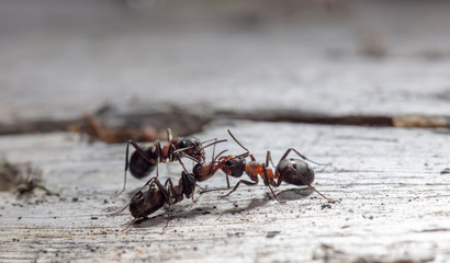 big red forest ant in natural habitat