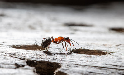 big red forest ant in natural habitat