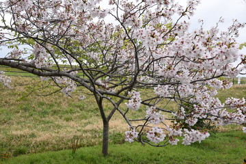 Fototapeta premium 桜